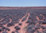 A section of the original trail on Gray Mesa. Lamont Crabtree Photo 